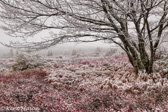 01-22  FIRST FALL SNOW IN DOLLY SODS WILDERNESS, WV  © KENT MASON