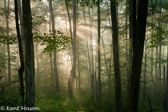 02-14  STREAMS OF SUNLIGHT IN FOREST, CANAAN MOUNTAIN, WV, © KENT MASON