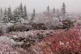 03-19  FALL FOG AND SNOW IN DOLLY SODS WILDERNESS, WV  © KENT MASON
