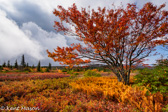 03-15  FALL HEATHER AND MAPLE, DOLLY SODS WILDERNESS, WV  © KENT MASON