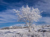 03-23  FROSTED TREES ON CABIN MTN., DOLLY SODS WILDERNESS, WV  © KENT MASON