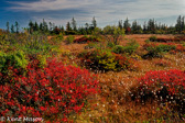 04A-42  BOG IN THE ROARING PLAINS, DOLLY SODS WILDERNESS, WV © KENT MASON