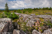04A-20  MOUNTAIN LAUREL AT HIGH ROCK, DOLLY SODS WILDERNESS, WV  © KENT MASON