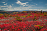 04A-43   EXPANCE OF FALL RED BLUEBERRY HEATHER, DOLLY SODS WILDERNESS, WV  © KENT MASON
