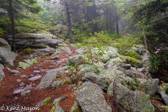 04A-24  RAINDEER MOSS IN RED SPRUCE FOREST ALONG SOUTH PRONG TRAIL, DOLLY SODS WILDERNESS,WV  © KENT MASON