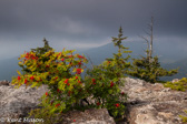 04A-03  MTN. ASH AND RED SPRUCE ON THE EDGE OF THE EASTERN CONTINENTAL DIVIDE, DOLLY SODS WILDERNESS, WV  © KENT MASON
