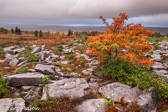 04A-37  FALL COLOR AMONG THE ROCKS, DOLLY SODS WILDERNESS, WV  © KENT MASON