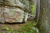 04A-22  MOSS COVERED BOULDER SURROUNDED BY OAKS, DOLLY SODS WILDERNESS, WV © KENT MASON