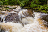 04A-31  RUSHING SOUTH FORK OF RED CREEK, DOLLY SODS WILDERNESS, WV  © KENT MASON