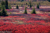 04B-41  FALL BLUEBERRY AND RED SPRUCE, BEAR ROCKS PRESERVE, WV © KENT MASON
