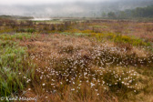 04C-20 COTTON GRASS IN THE WETLAND, CANAAN VALLEY, WV  © KENT MASON