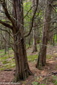 04E-15  OLD CEDAR TREES, EASTERN DRY FOREST, SMOKE HOLE CANYON, WV  © KENT MASON