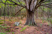 04E-17  OLD CEDAR TREES, EASTERN DRY FOREST, SMOKE HOLE CANYON, WV  © KENT MASON