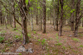 04E-16  OLD CEDAR TREES, EASTERN DRY FOREST, SMOKE HOLE CANYON, WV  © KENT MASON