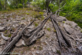04E-18  OLD CEDAR TREES, EASTERN DRY FOREST, SMOKE HOLE CANYON, WV  © KENT MASON