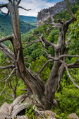 04E-14  OLD CEDAR TREES, EASTERN DRY FOREST, SMOKE HOLE CANYON, WV  © KENT MASON