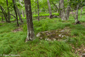 04F-25 PANTHER KNOB, NORTH FORK MOUNTAIN, WV © KENT MASON