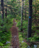 04H-12  TRAIL THROUGH A SPRUCE FOREST, SPRUCE KNOB, WV  © KENT MASON