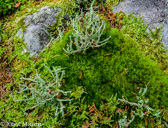 04H-18  PLANT LIFE IN SPRUCE FOREST, SPRUCE KNOB, WV  © KENT MASON