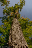 04K-28 TOWERING TREES OF CRANBERRY  WILDERNESS, WV  © KENT MASON