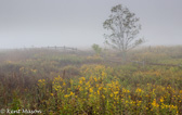 04K-31 MEADOW IN THE CRANBERRY  WILDERNESS, WV  © KENT MASON