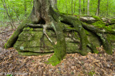 04L-26  TREE GROWS ON TOP OF A BOULDER, NEW RIVER GORGE, WV  © KENT MASON