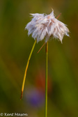 04O-13  COTTON GRASS, CRAINSVILLE SWAMP, WV  © KENT MASON