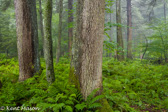 05A-24  WET WESTERN FOREST LOCATED WEST OF THE DIVIDE, WV,  © KENT MASON