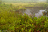 05D-21 CANAAN VALLEY,  HIGHLAND BOGS AND WETLANDS, WV  © KENT MASON