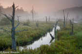 05D-06 BIG RUN BOG,  HIGHLAND BOGS AND WETLANDS, WV  © KENT MASON