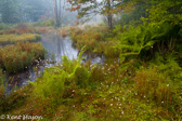 05D-01 CANAAN VALLEY,  HIGHLAND BOGS AND WETLANDS, WV  © KENT MASON