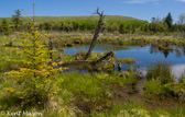 05D-25 CANAAN VALLEY,  HIGHLAND BOGS AND WETLANDS, WV  © KENT MASON