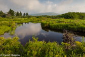 05D-26 CANAAN VALLEY,  HIGHLAND BOGS AND WETLANDS, WV  © KENT MASON