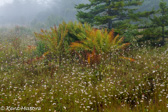 05D-36 CANAAN MTN,  HIGHLAND BOGS AND WETLANDS, WV  © KENT MASON