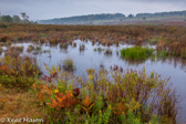 05D-19 CANAAN VALLEY,  HIGHLAND BOGS AND WETLANDS, WV  © KENT MASON