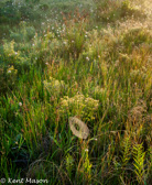 05D-31  HIGHLAND BOGS AND WETLANDS, WV  © KENT MASON