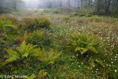 05D-02 CANAAN VALLEY,  HIGHLAND BOGS AND WETLANDS, WV  © KENT MASON