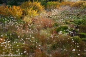 05D-33  HIGHLAND BOGS AND WETLANDS, WV  © KENT MASON