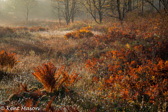 05D-17  HIGHLAND BOGS AND WETLANDS, WV  © KENT MASON