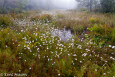 05D-03 CANAAN VALLEY,  HIGHLAND BOGS AND WETLANDS, WV  © KENT MASON