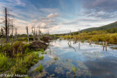 05D-39 CANAAN VALLEY,  HIGHLAND BOGS AND WETLANDS, WV  © KENT MASON