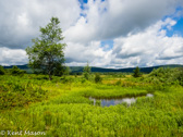 05D-28 CANAAN VALLEY,  HIGHLAND BOGS AND WETLANDS, WV  © KENT MASON