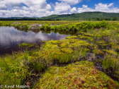 05D-27 CANAAN VALLEY,  HIGHLAND BOGS AND WETLANDS, WV  © KENT MASON