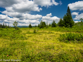 05D-30 CANAAN VALLEY,  HIGHLAND BOGS AND WETLANDS, WV  © KENT MASON