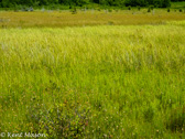 05D-29 CANAAN VALLEY,  HIGHLAND BOGS AND WETLANDS, WV  © KENT MASON
