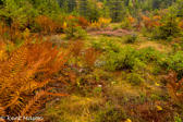 05D-14  HIGHLAND BOGS AND WETLANDS, WV  © KENT MASON