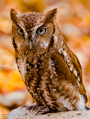 06-31  SCREECH OWL, WV  © KENT MASON
