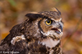 06-30 GREAT HORNED OWL, WV  © KENT MASON