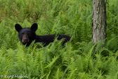06-01 BLACK BEAR, WV  © KENT MASON