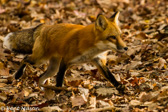 06-06 RED FOX, WV  © KENT MASON